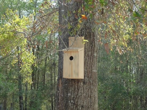 Build a simple Birdhouse
