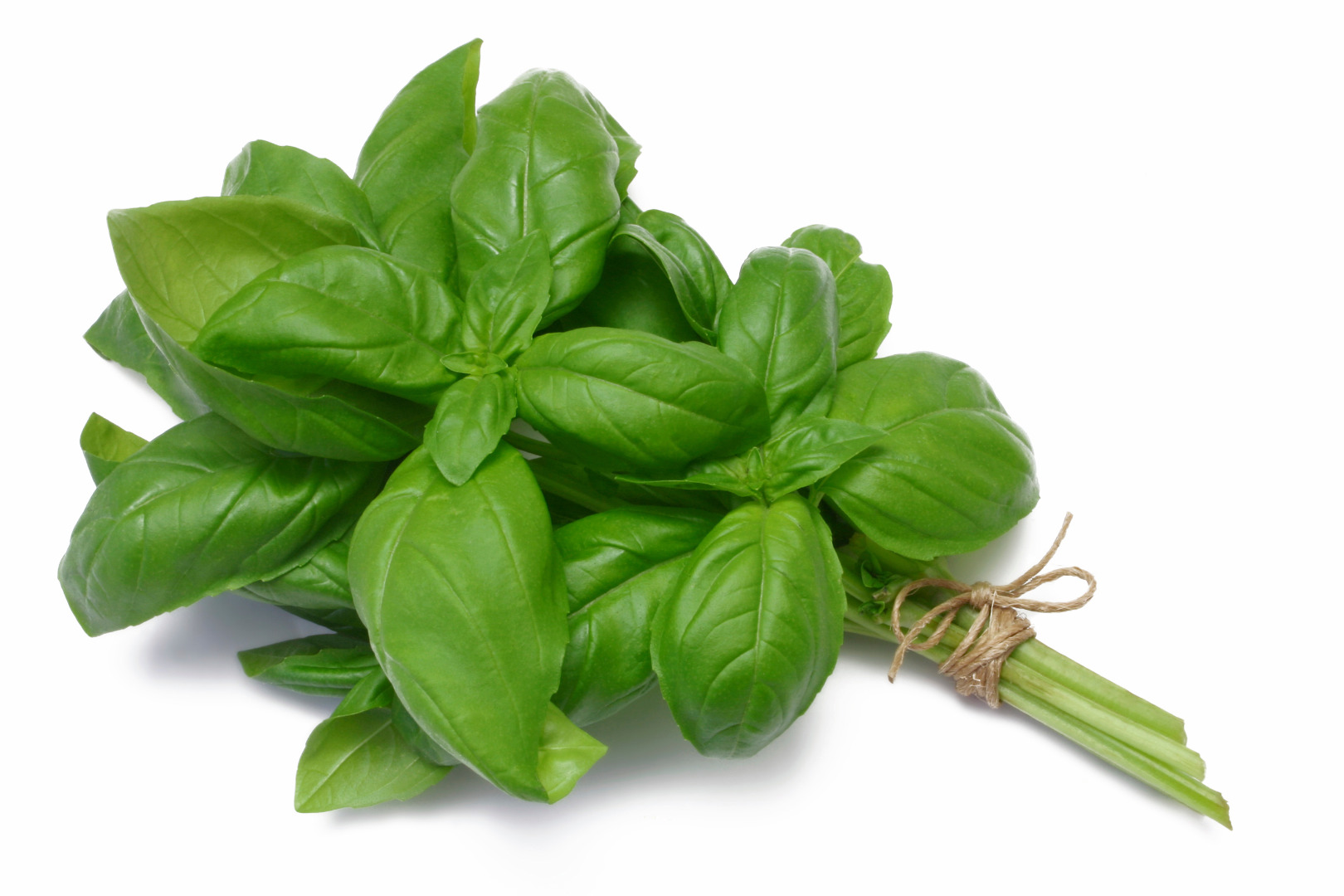 Bunch-of-Basil.jpg