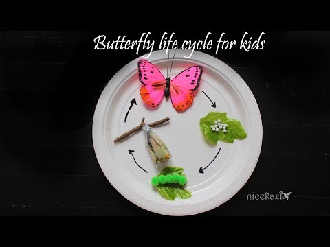 Butterfly life cycle for kids :Metamorphosis