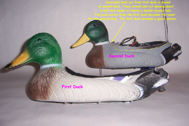 C:\WINDOWS\Desktop\duck1\back cut 4.jpg