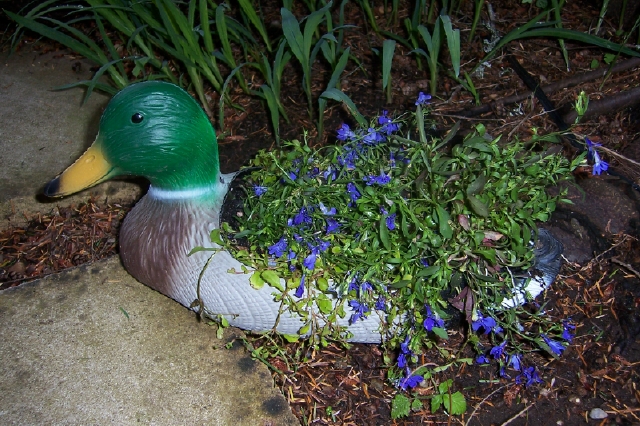 C:\WINDOWS\Desktop\duck3\planter.jpg