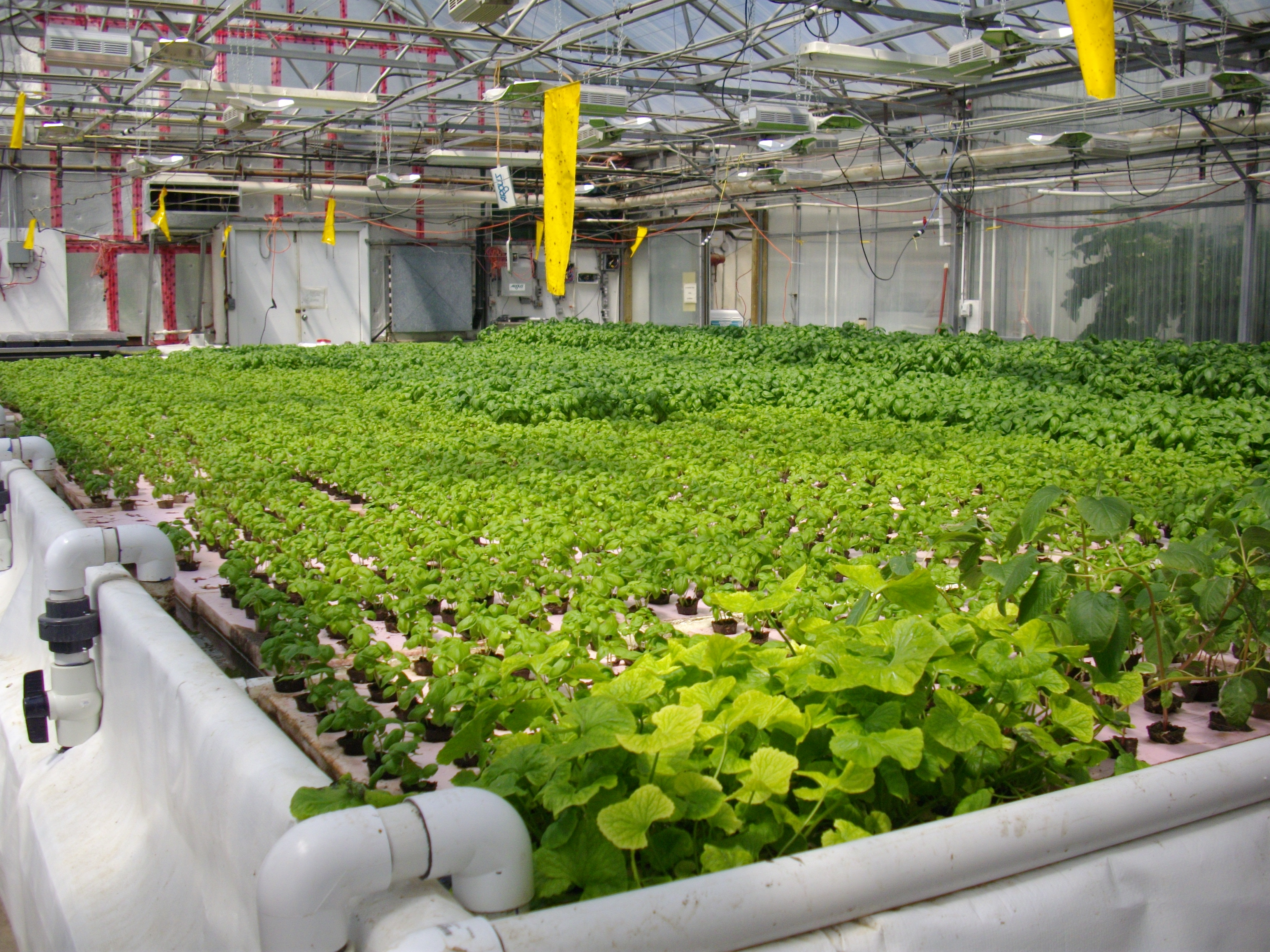 CDC_South_Aquaponics_Raft_Tank_1_2010-07-17.jpg