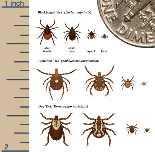 CDC_TickSizeComparison.jpg