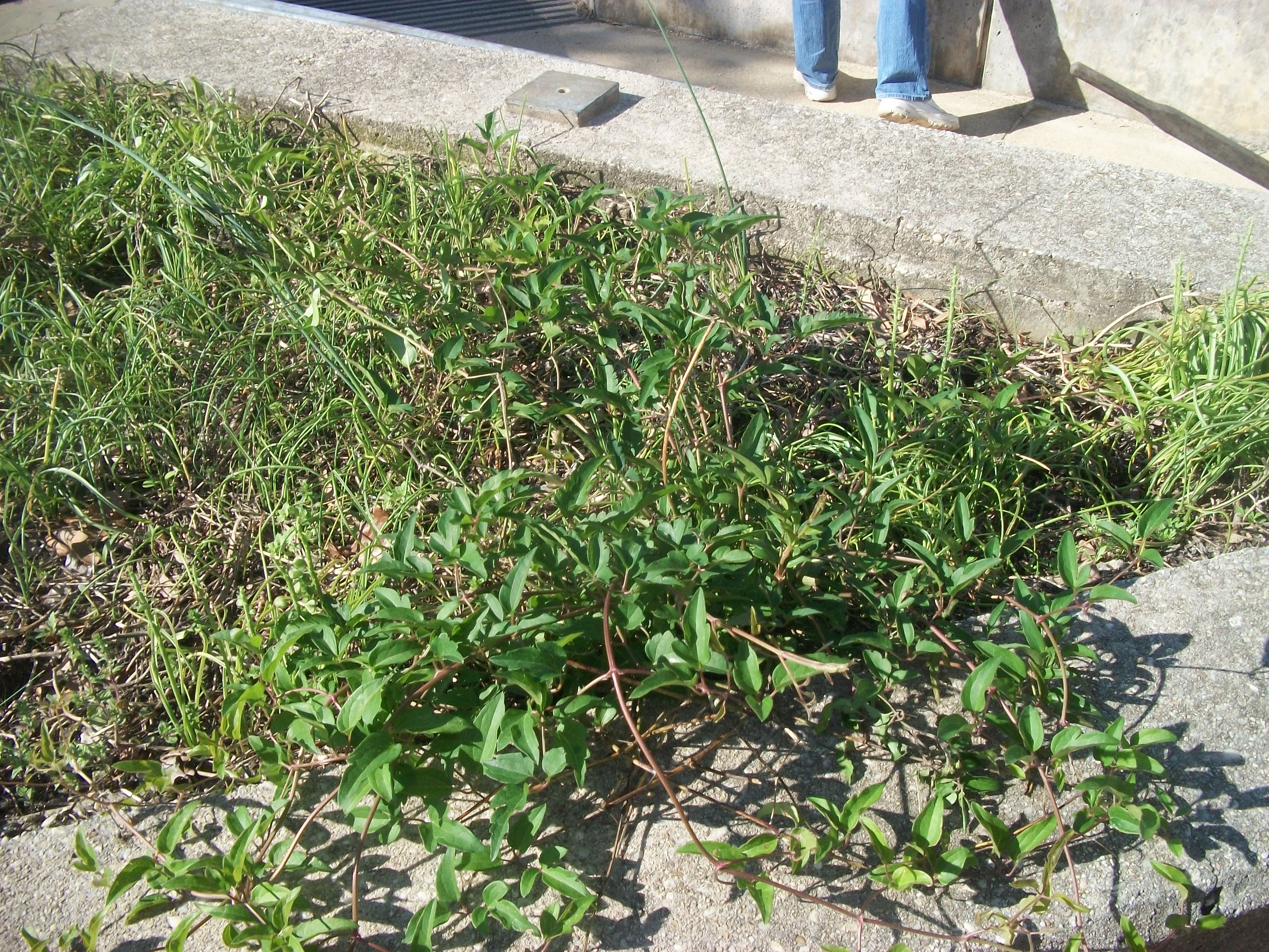 Campus Beautification 2011 004.jpg