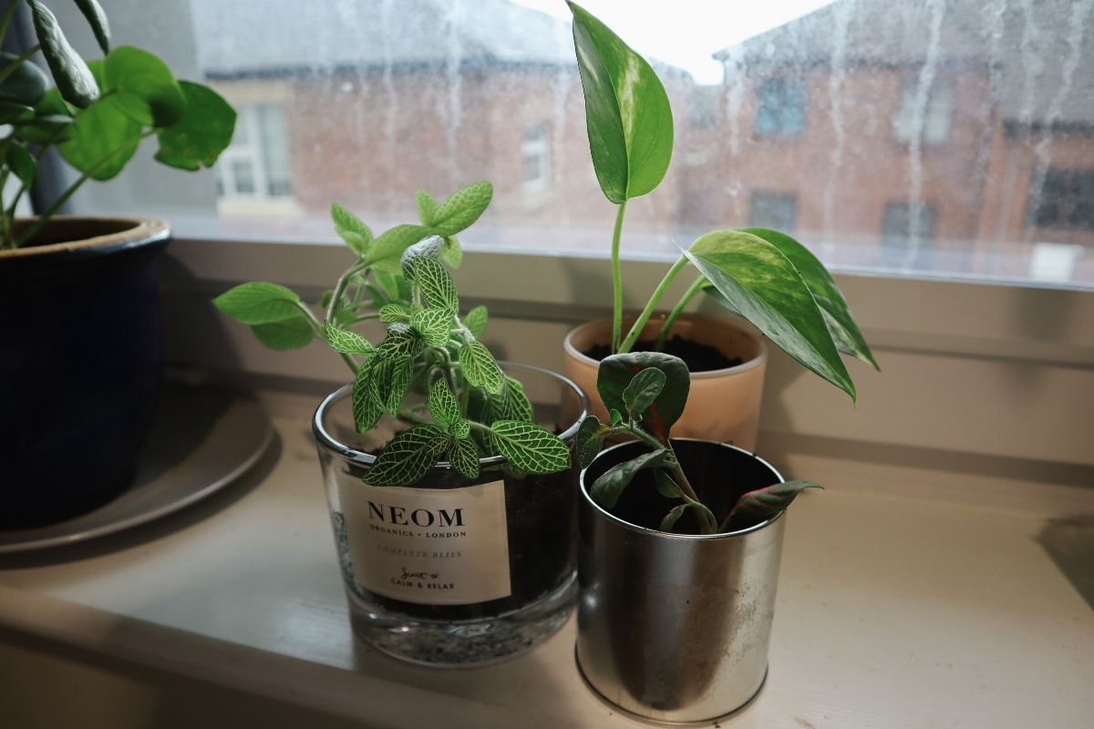 Candle Plants 8.jpg