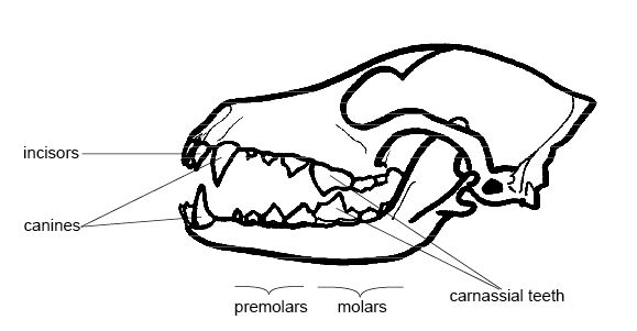 CanineSkull.jpg