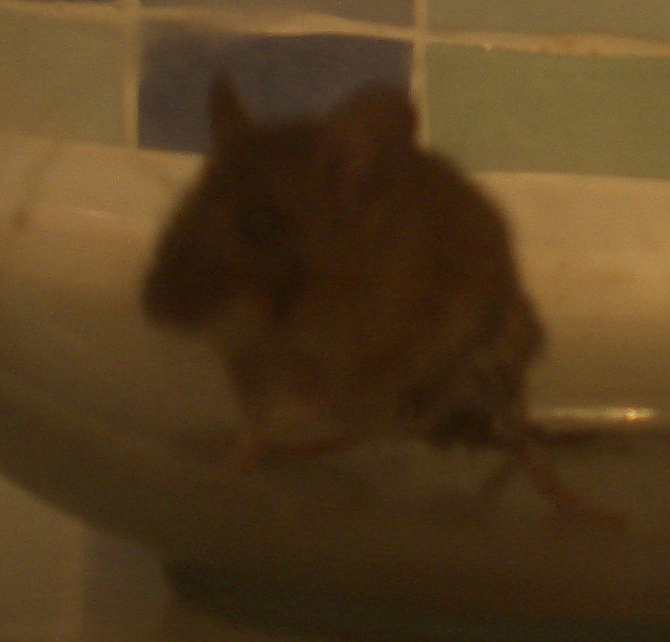 Captive mouse.jpg