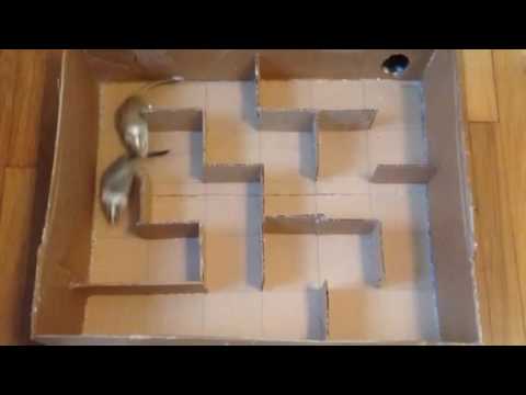 Cardboard Gerbil Maze