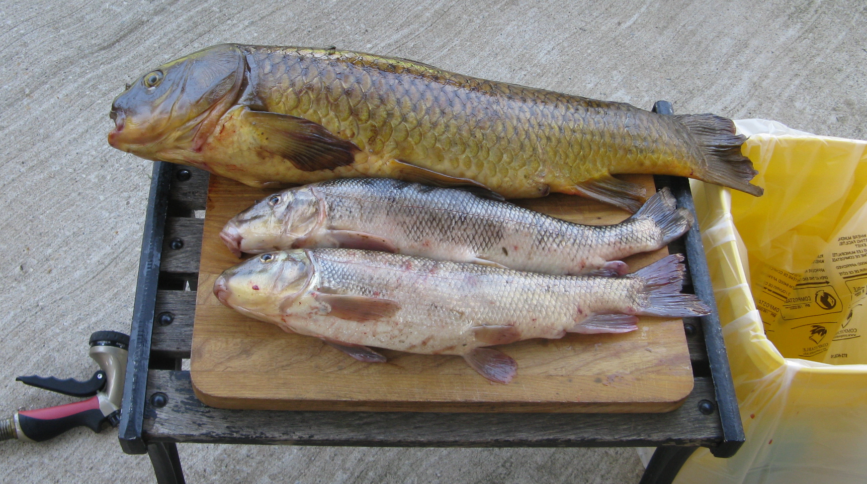 Carp Gefilte Fish 0c.JPG