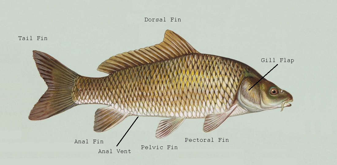 Carp Gefilte Fish 1.png