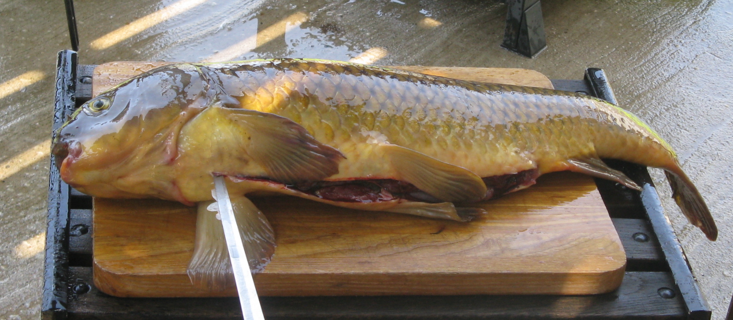 Carp Gefilte Fish 1c.JPG