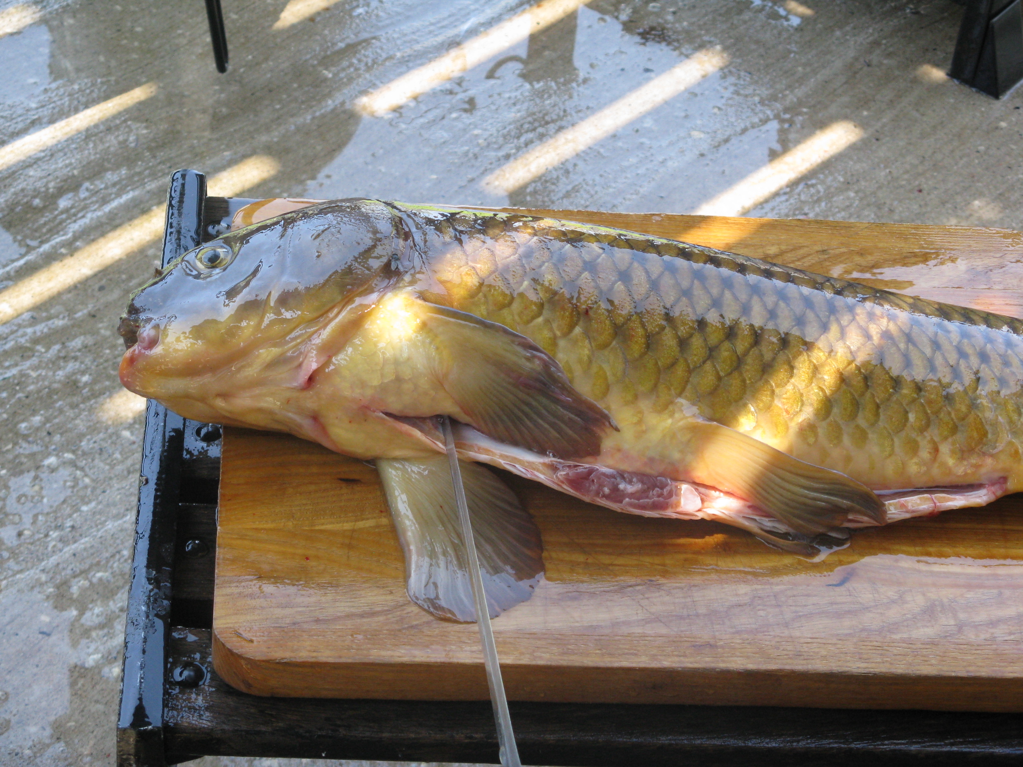 Carp Gefilte Fish 1d.JPG