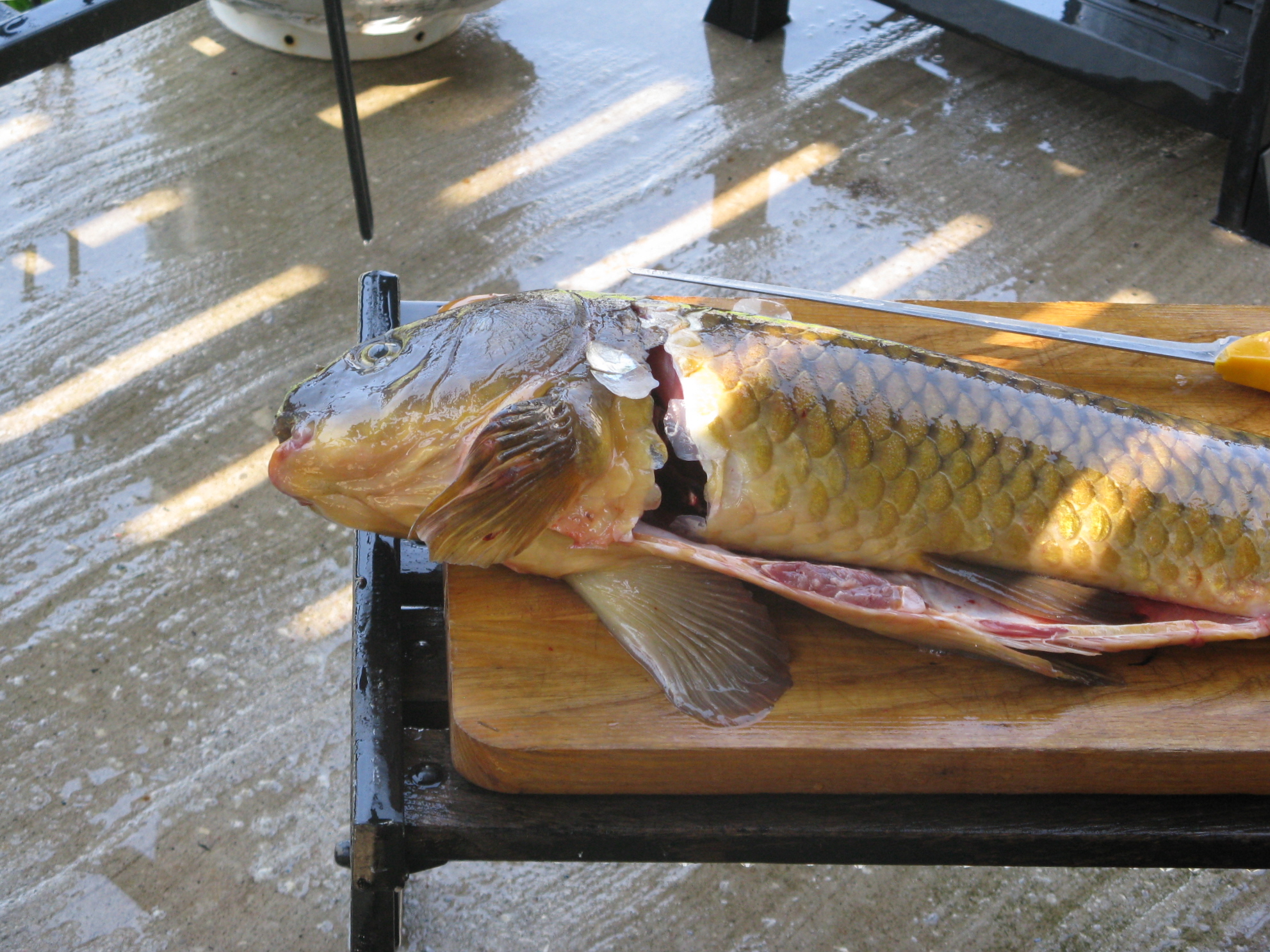 Carp Gefilte Fish 1e.JPG