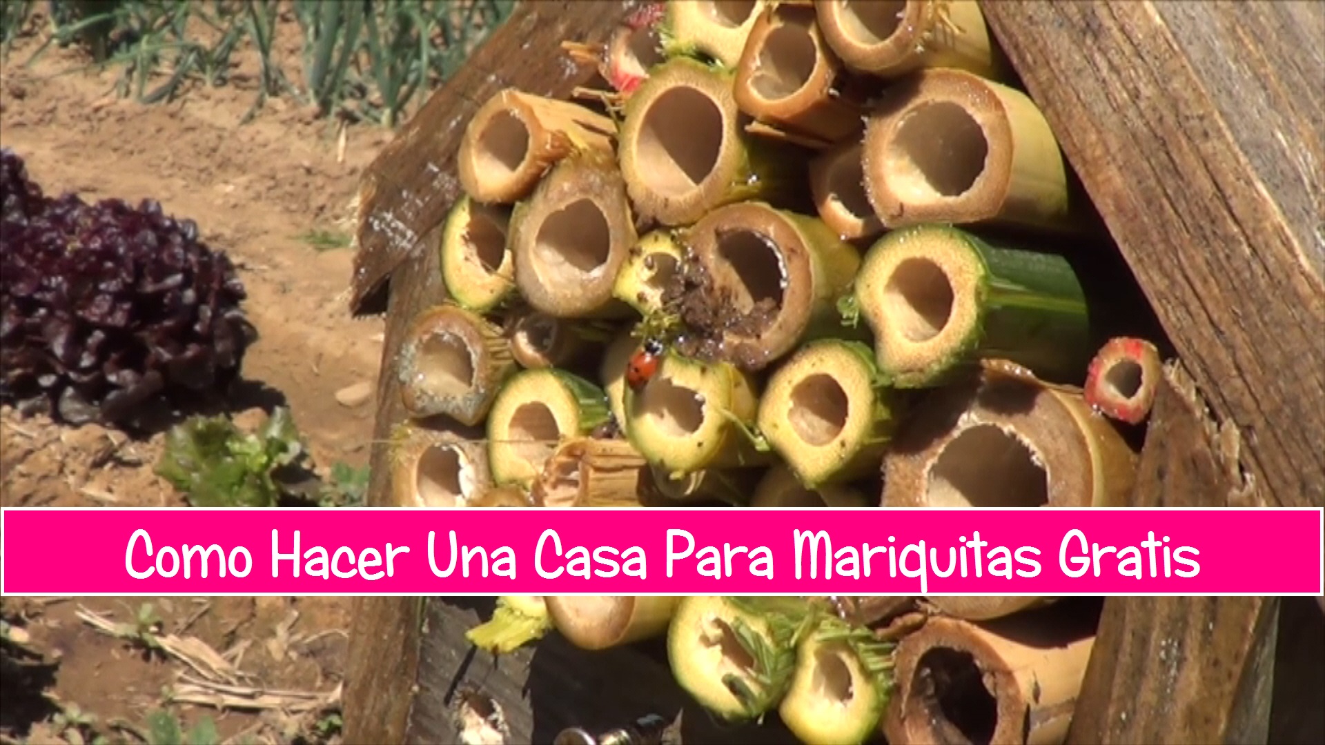 Casa para mariquitas.jpg