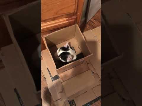 Cat Box Surprise