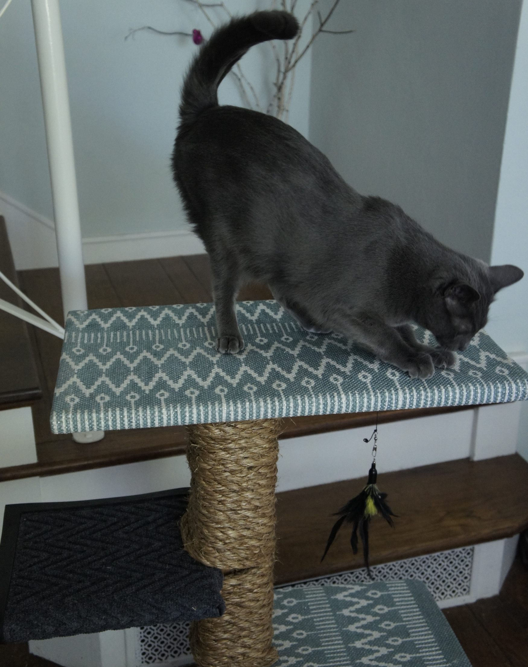 Cat Scratcher_cover photo_small.jpg