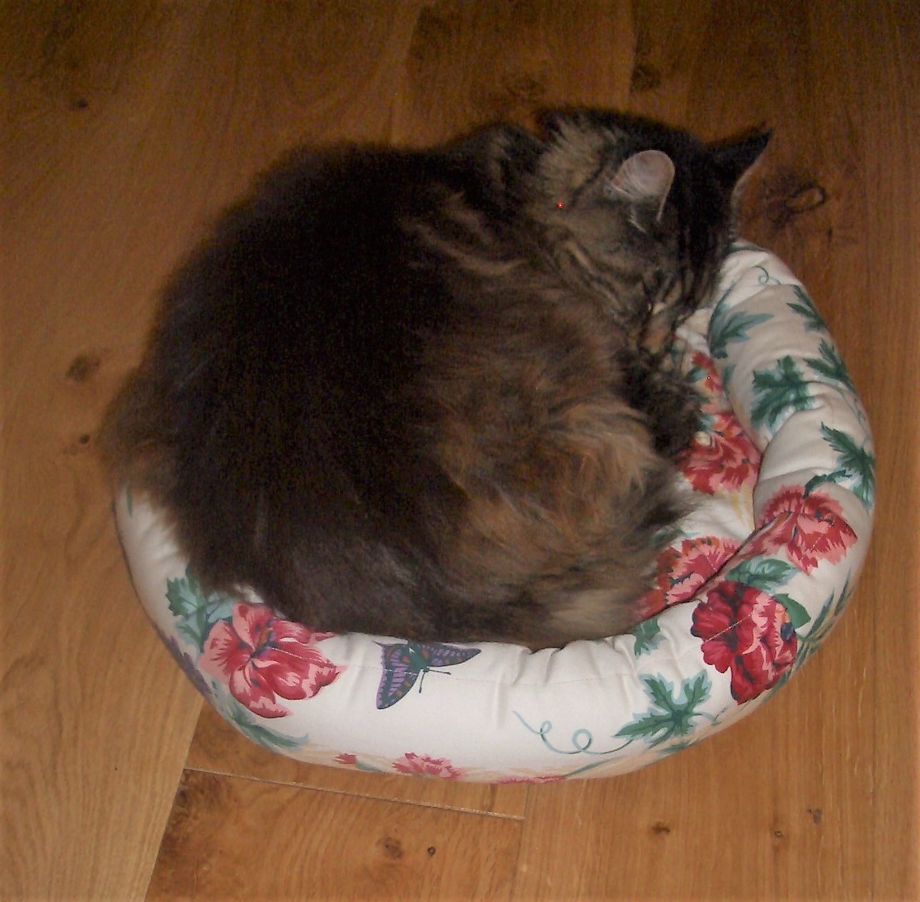 Cat bed in use 1.JPG