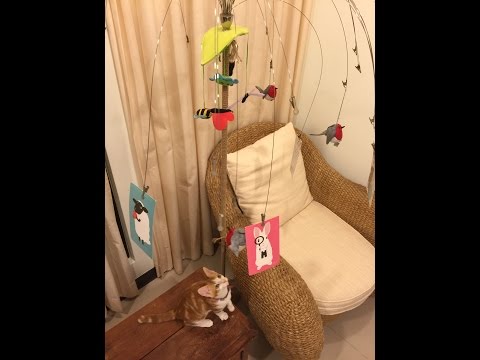 Cat bouncing toys