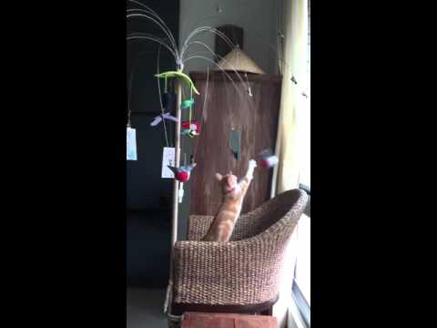 Cat bouncing toys