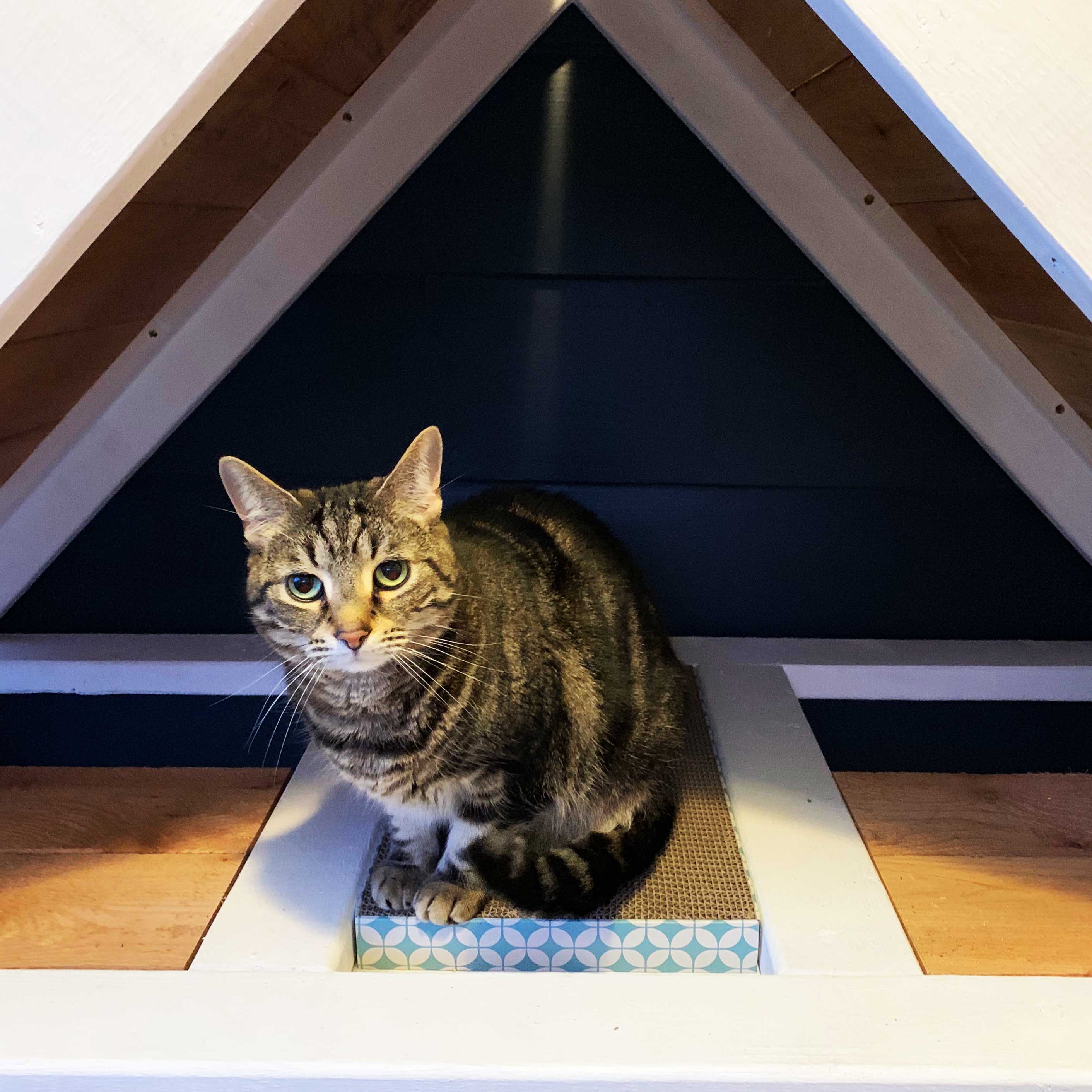 Cat-Condo-Cover.jpg