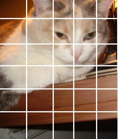 Cat1Grid1.jpg