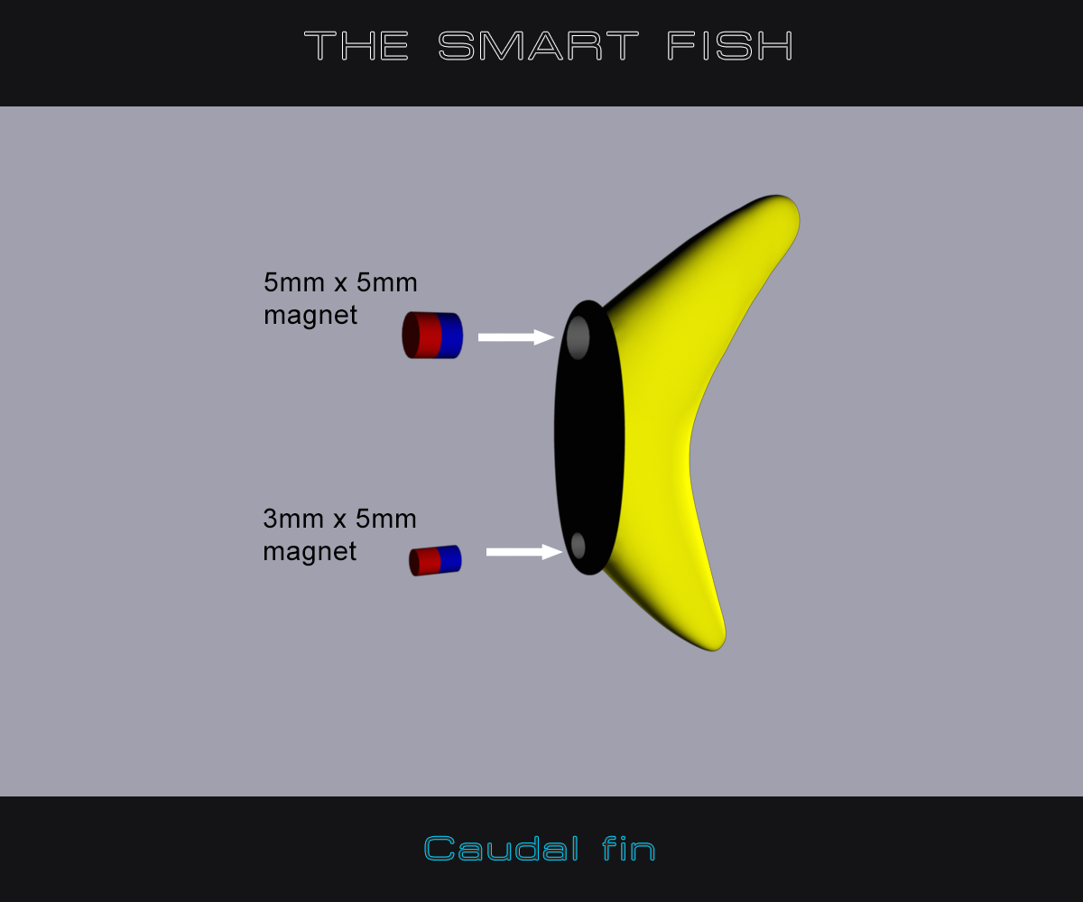 Caudal_Fin.png