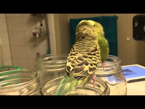 Cecil Gershwin Budgie &amp;amp; The Mirrow