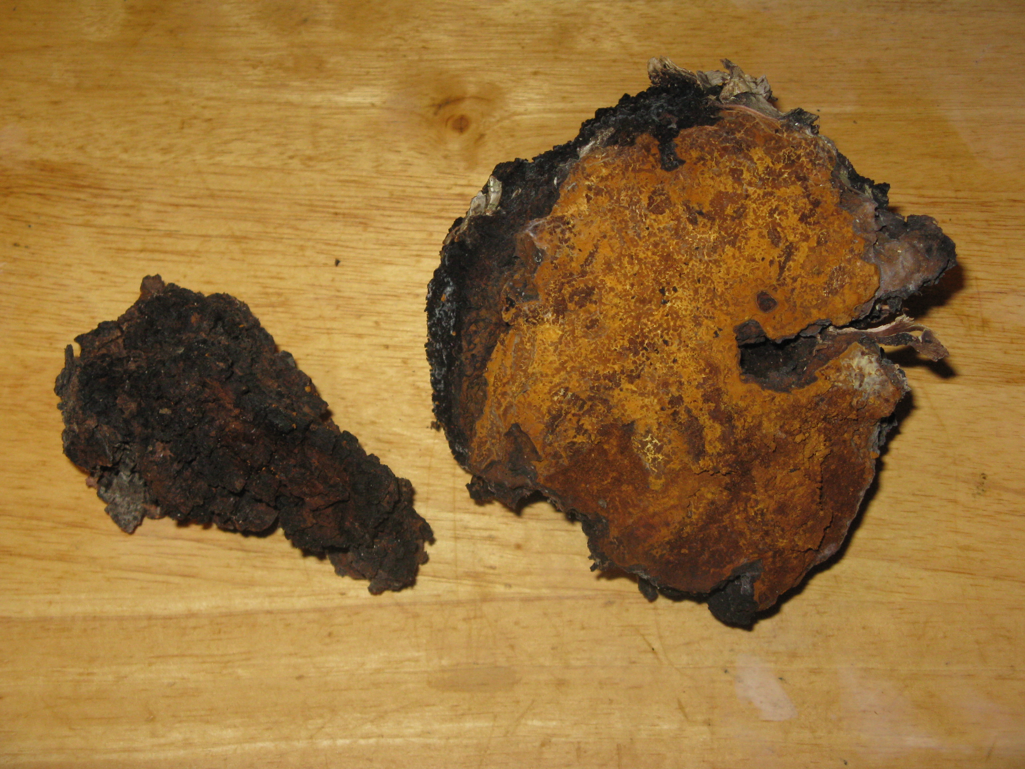 Chaga 0a.JPG