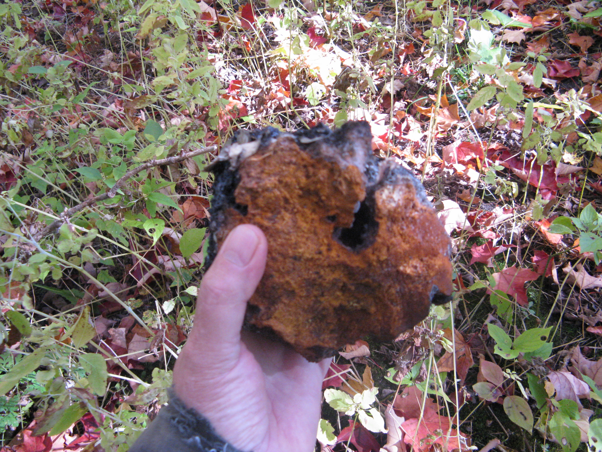 Chaga 4b.JPG