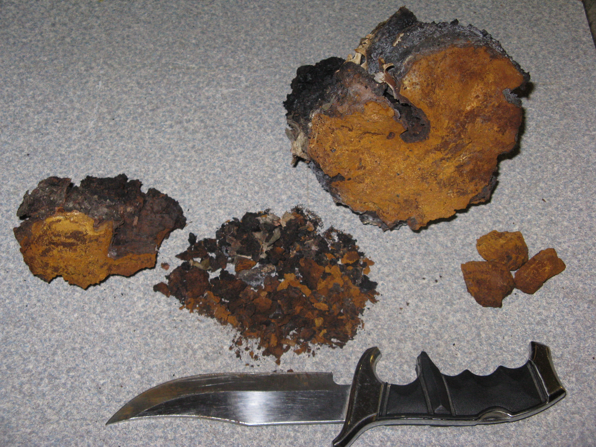 Chaga 5a.JPG