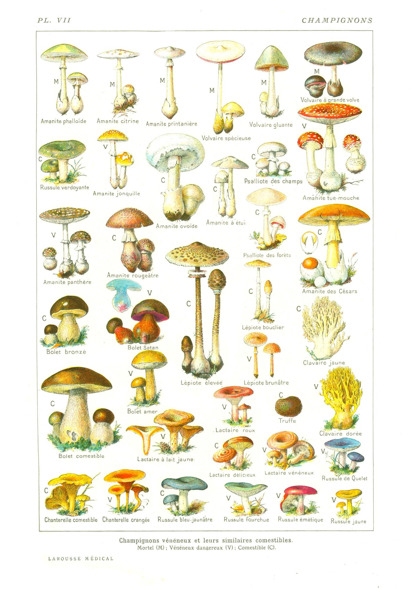 Champignon_Inoculation_d_une_culture_liquide_Champignons-Larousse-Medica.jpg