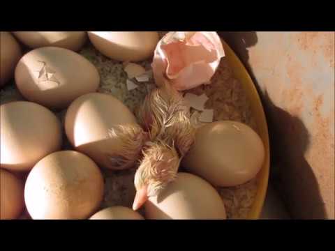 Chicken Egg Hatching in Home-made Incubator