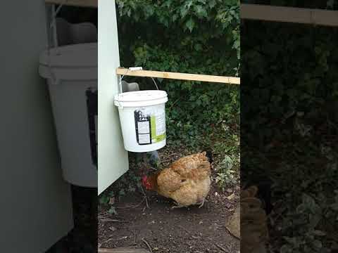 Chicken feeder