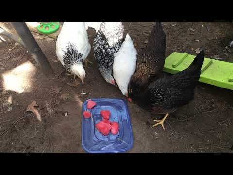 Chicks eating frozen watermelon