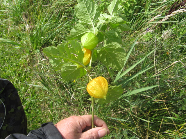 Chinese Lantern 5.JPG