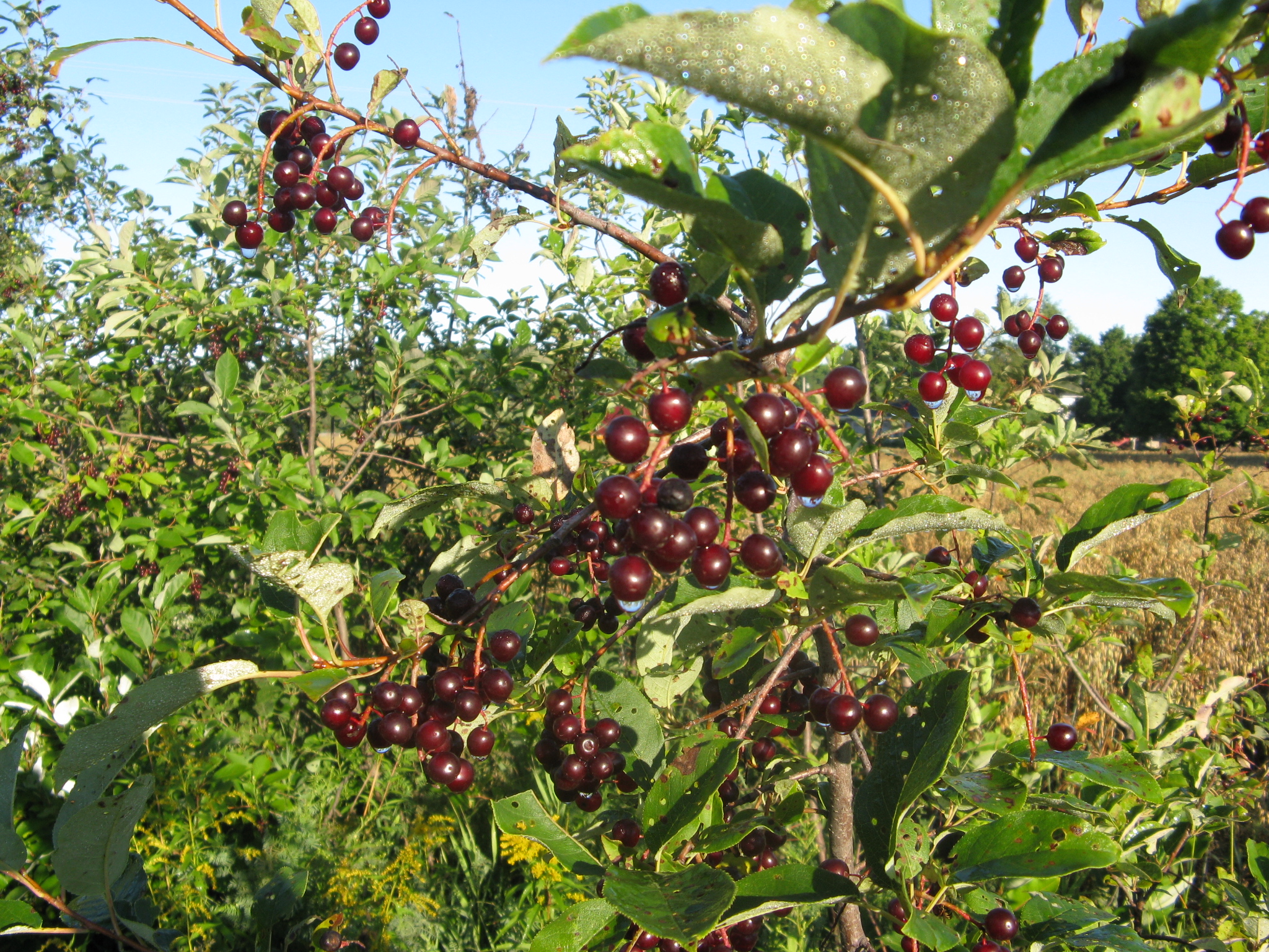 Chokecherry 1c.JPG