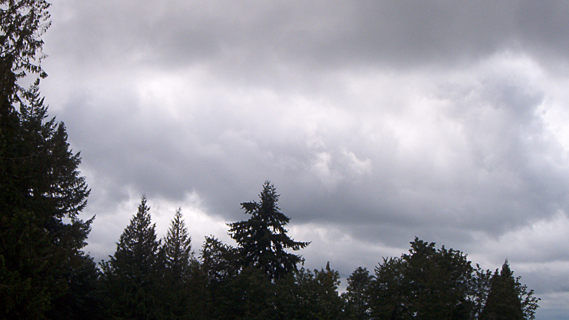 Cloudy Sky w Trees.jpg