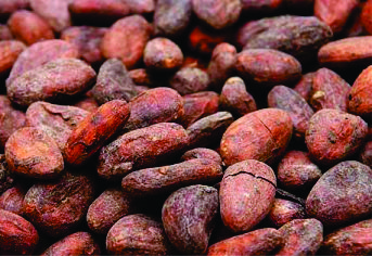 Cocoa Beans.jpg