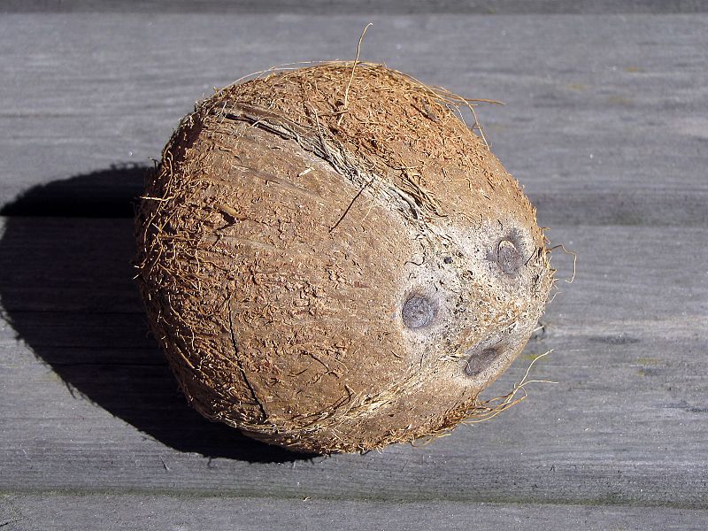 Coconut_face.jpg