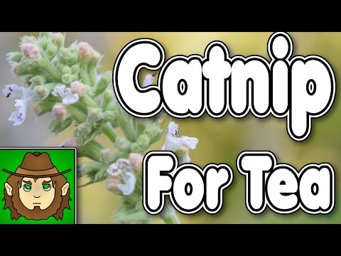 Collecting Wild Catnip For Tea!! (Edible Wildlife Vid)