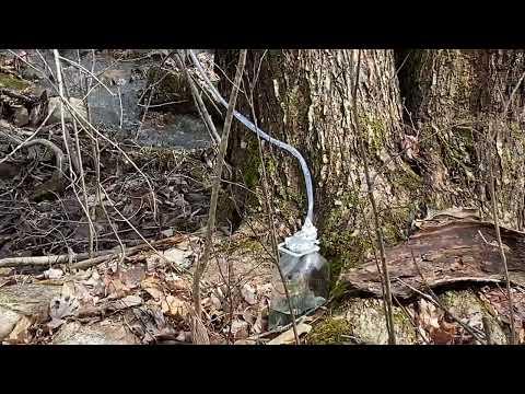 Collecting maple sap