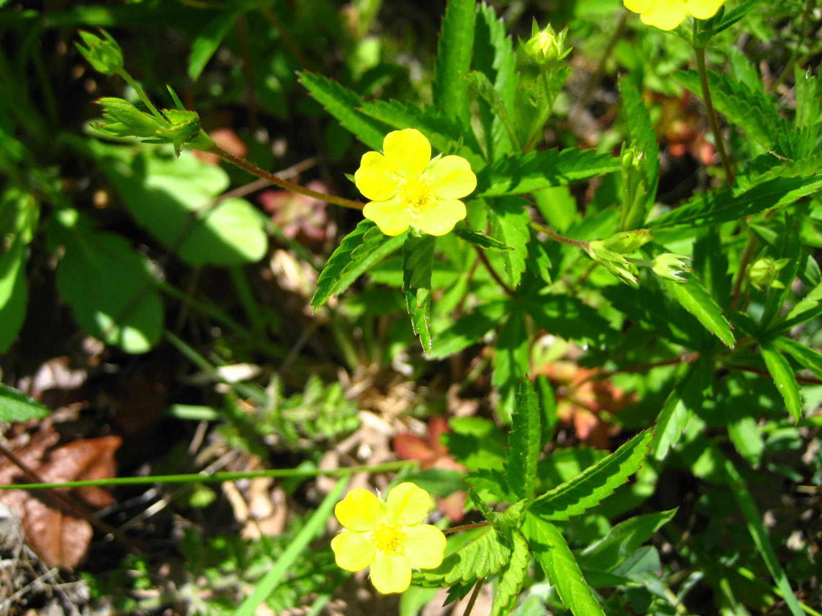 Common Cinquefoil 