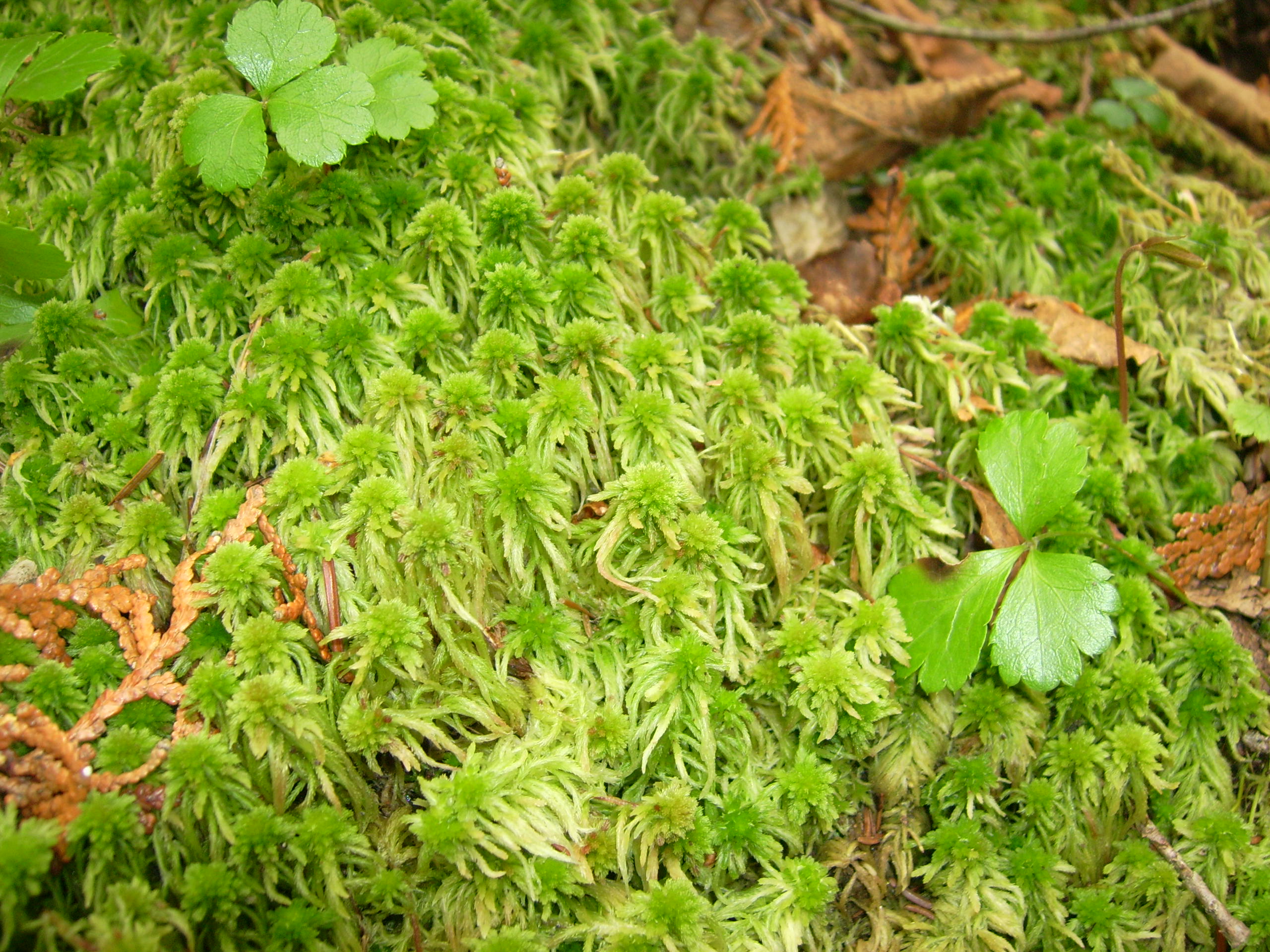 Common_green_peat_moss_(Orphan_Lk)_3.JPG