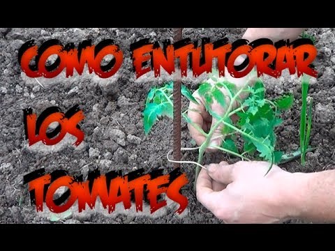 Como Entutorar Los Tomates || Huerto Organico || La Huertina De Toni