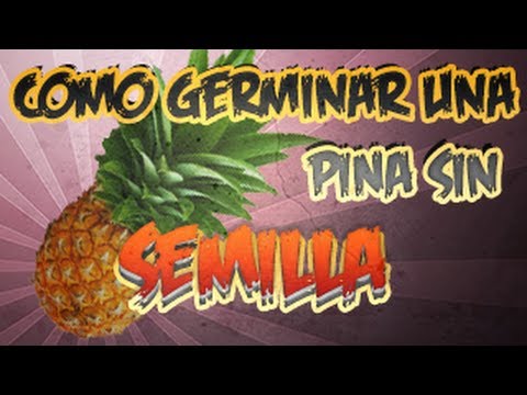 Como Germinar Pi&amp;ntilde;a Sin Semilla || Experimento Organico || La Huertina De Toni