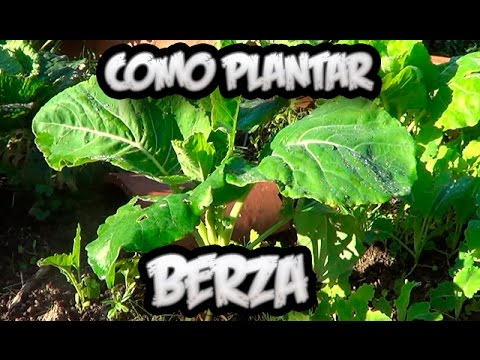 Como Plantar Berza Asturiana || Huerto Ecologico || Huertina De Toni