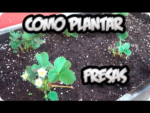 Como Plantar Fresas En El Huerto Urbano || La Huertina De Toni