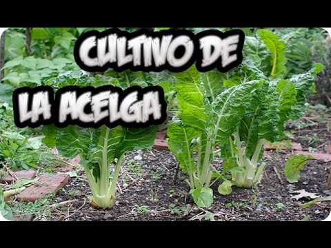 Como Sembrar Acelga Y Trasplantarla || Huerto Organico || La Huertina De Toni