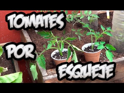 Como Tener Una Planta De Tomate en 15 D&amp;iacute;as Por Esqueje F&amp;Aacute;CIL!!! || La Huertina De Toni