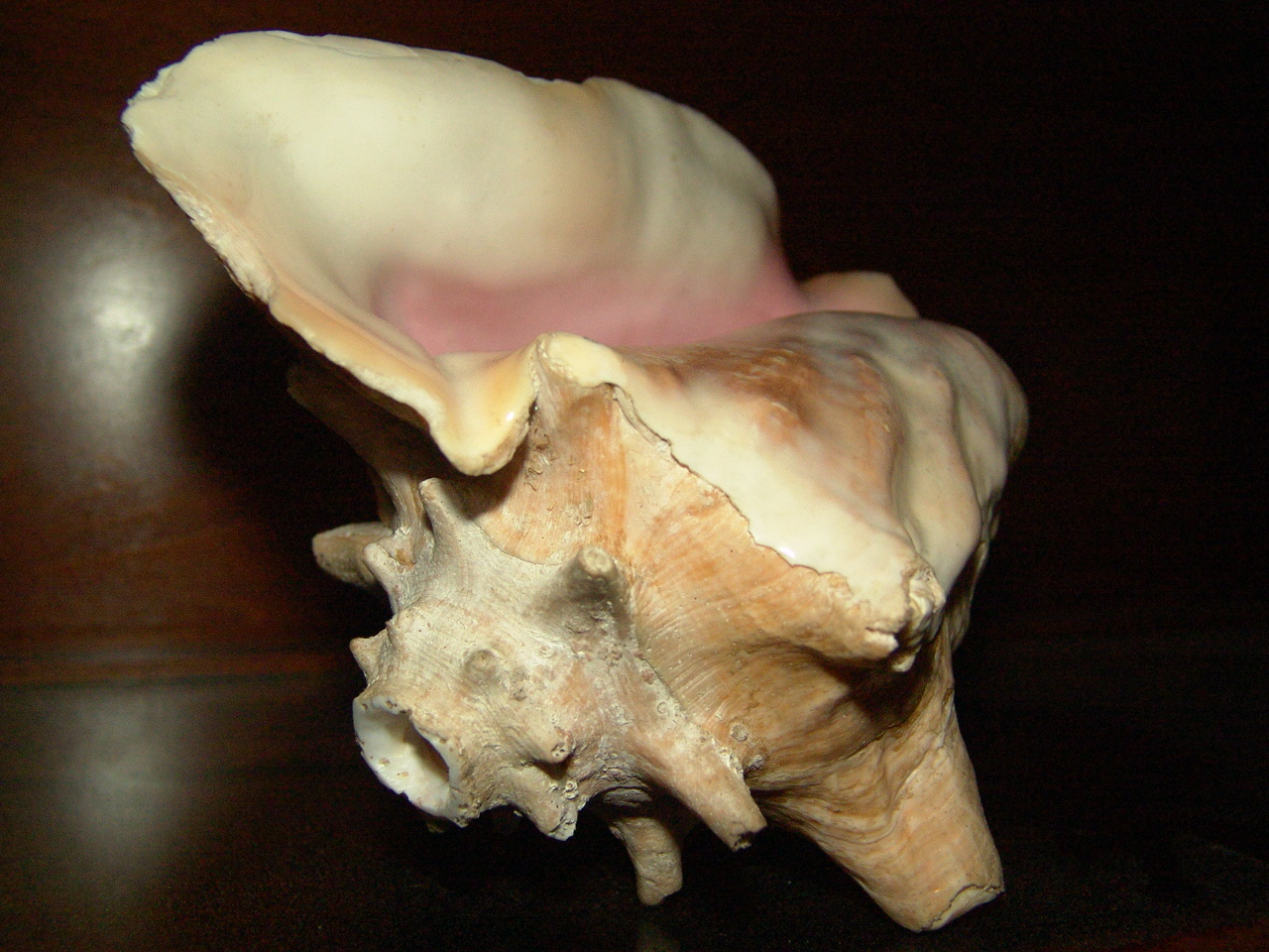 Conch1.jpg